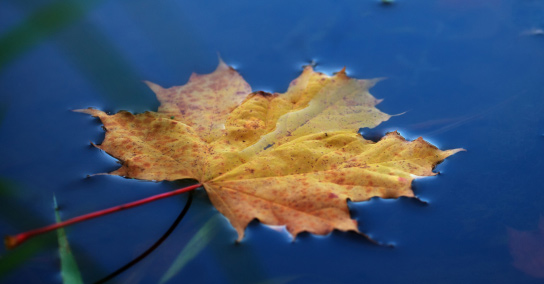 Breaking the Surface Tension of the Mind